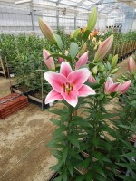 [5681 VZ W08 3110-02 No01.JPG]